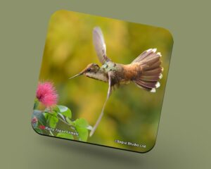 Corkback Coaster (Hummingbird) Ruby Topaz Female