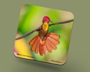 Corkback Coaster (Hummingbird) Ruby Topaz Male