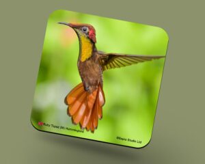 Corkback Coaster (Hummingbird) Ruby Topaz Male