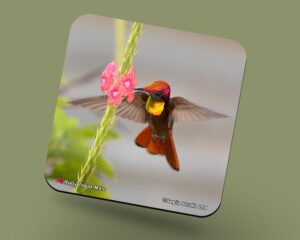 Corkback Coaster (Hummingbird) Ruby Topaz Male