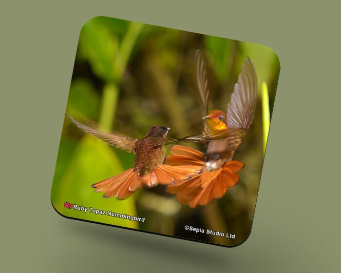 Corkback Coaster (Hummingbird) Ruby Topaz Male