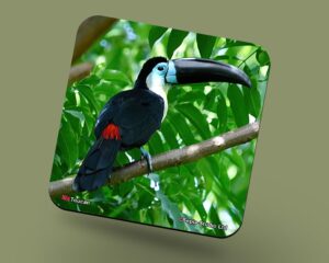 Corkback Coaster (Birds) Toucan
