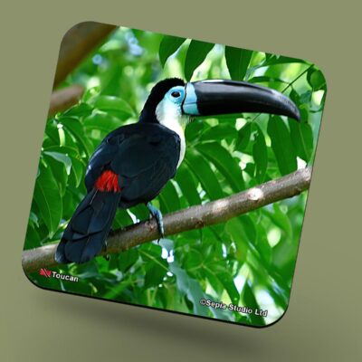 Corkback Coaster (Birds) Toucan