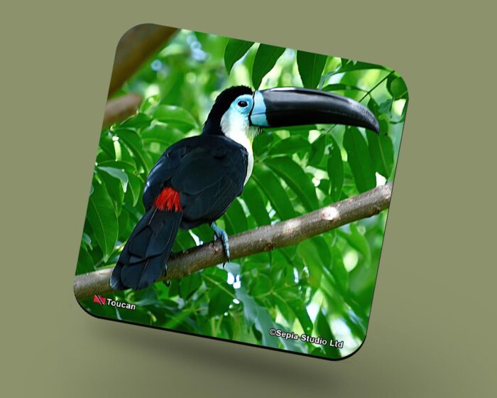 Corkback Coaster (Birds) Toucan