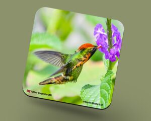 Corkback Coaster (Hummingbird) Tufted Coquette Male