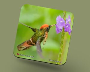 Corkback Coaster (Hummingbird) Tufted Coquette Male