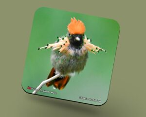 Corkback Coaster (Hummingbird) Tufted Coquette Male