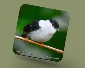Corkback Coaster (Birds) White-Beared-Manakin