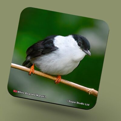Corkback Coaster (Birds) White-Beared-Manakin