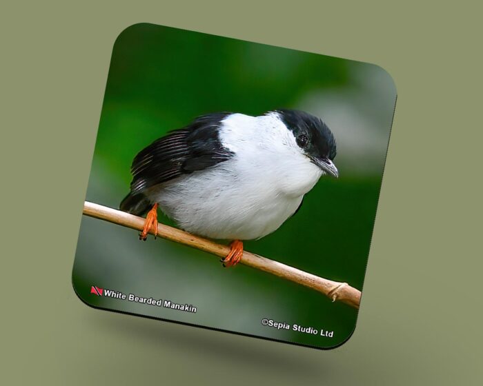 Corkback Coaster (Birds) White-Beared-Manakin