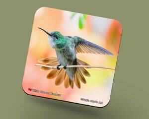 Corkback Coaster (Hummingbird) White Chested Emerald