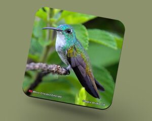 Corkback Coaster (Hummingbird) White Chested Emerald