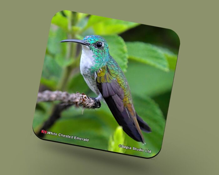 Corkback Coaster (Hummingbird) White Chested Emerald