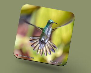 Corkback Coaster (Hummingbird) White Chested Emerald