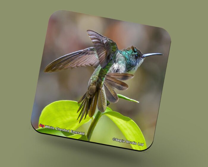 Corkback Coaster (Hummingbird) White Chested Emerald