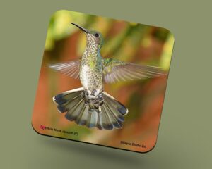 Corkback Coaster (Hummingbird) White Necked Jacobin Female