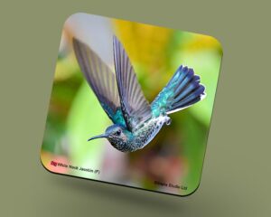 Corkback Coaster (Hummingbird) White Necked Jacobin Female