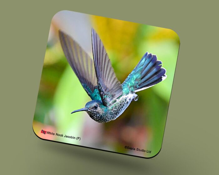Corkback Coaster (Hummingbird) White Necked Jacobin Female