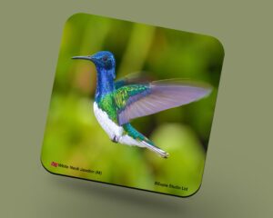 Corkback Coaster (Hummingbird) White Necked Jacobin Male