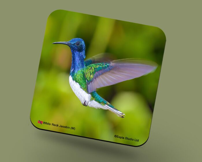 Corkback Coaster (Hummingbird) White Necked Jacobin Male
