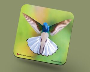 Corkback Coaster (Hummingbird) White Neckked Jacobin Male