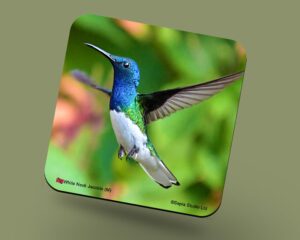 Corkback Coaster (Hummingbird) White Neckked Jacobin Male