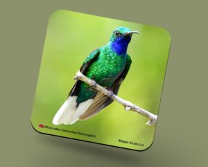 Corkback Coaster (Hummingbird) White Tailed Sabrewing