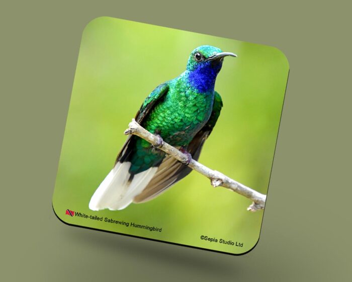 Corkback Coaster (Hummingbird) White Tailed Sabrewing