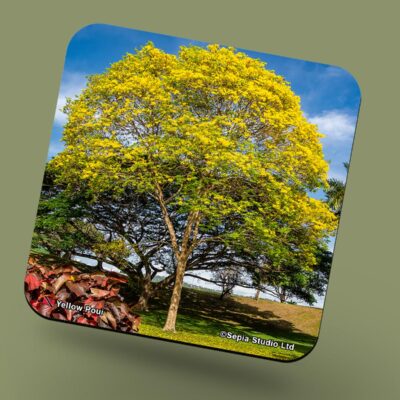 Corkback Coaster (Landscape) Yellow Poui