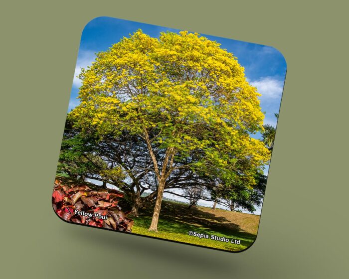 Corkback Coaster (Landscape) Yellow Poui