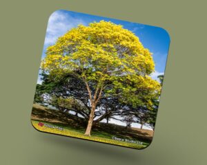 Corkback Coaster (Landscape) Yellow Poui