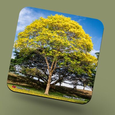 Corkback Coaster (Landscape) Yellow Poui