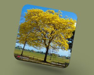 Corkback Coaster (Landscape) Yellow Poui