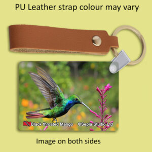 Key Ring Metal Black Throated Mango (M) Hummingbird