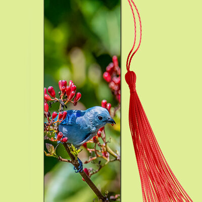 Bookmark Metal (Birds) Blue Tanager