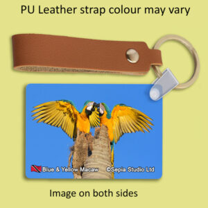Key Ring Metal Blue & Yellow Macaw