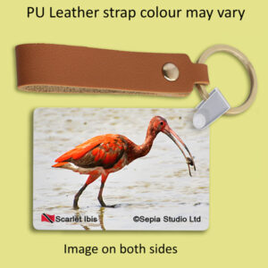 Key Ring Metal Scarlet Ibis 2