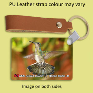 Key Ring Metal White-necked Jacobin (F) Hummingbird