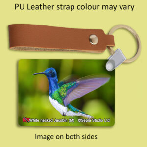 Key Ring Metal White-necked Jacobin (M) 4 Hummingbird