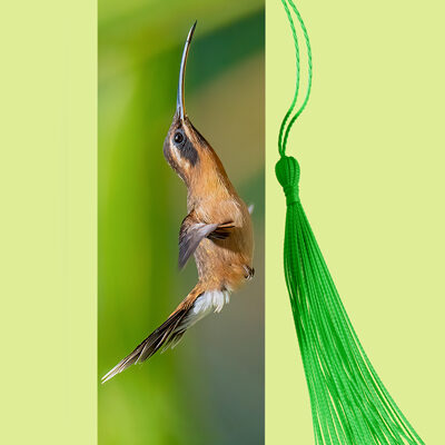 Bookmark Metal (Hummingbird) Little Hermit
