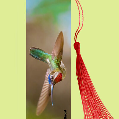 Bookmark Metal (Hummingbird) Long Billed Starthroat