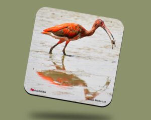Corkback Coaster (Birds) Scarlet Ibis