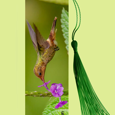 Bookmark Metal (Hummingbird) Tufted Coquette (F)