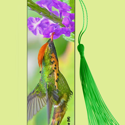 Bookmark Metal (Hummingbird) Tufted Coquette (M)
