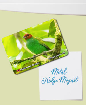 Fridge Magnet (Birds) Bay-headed Tanager