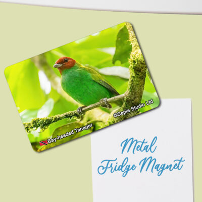 Fridge Magnet (Birds) Bay-headed Tanager