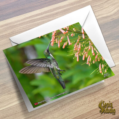 Greeting Cards 5" x 7" (Hummingbird) Black Throated Mango