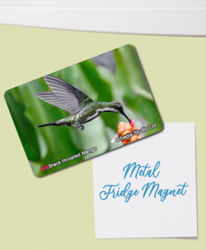 Fridge Magnet (Hummingbird) Black Throated Mango