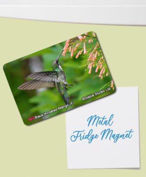 Fridge Magnet (Hummingbird) Black Throated Mango