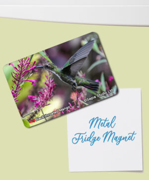 Fridge Magnet (Hummingbird) Black Throated Mango